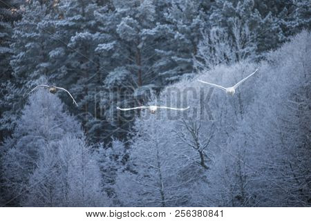 Flying Swan. White Swan. Nature Winter Forest Background.