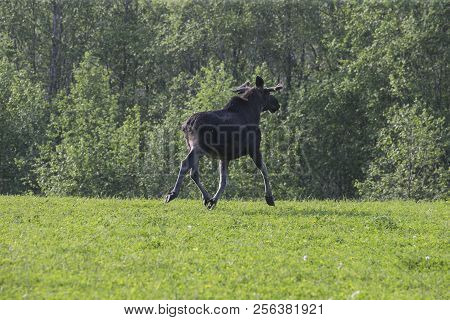 Moose Or Eurasian Elk, Alces Alces In The Dark Forest During Rainy Day. Beautiful Animal In The Natu