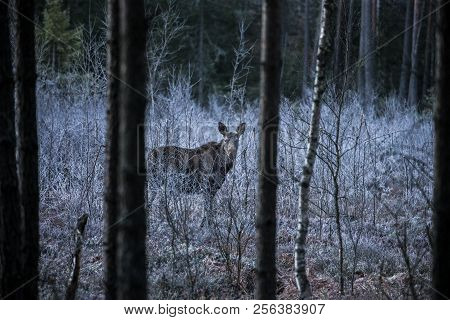 Wild Canadian Bull Moose With Antlers On A Parkway Roadside In The Snow In Winter Canada.