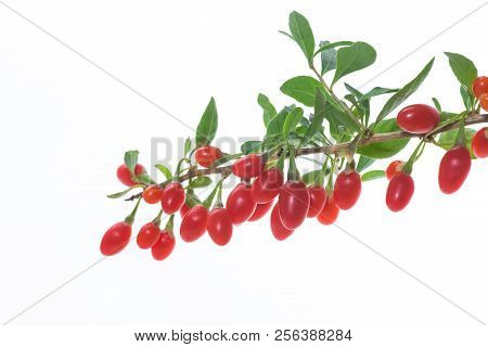 Red Ripe Goji Berry On A Branch Isolated On A White
