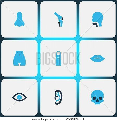 Part Icons Colored Set With Skull, Nose, Oral Cavity And Other Smell Elements. Isolated Vector Illus