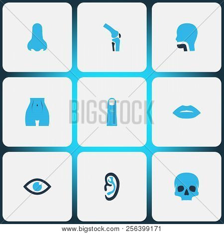 Physique Icons Colored Set With Skull, Nose, Oral Cavity And Other Smell Elements. Isolated  Illustr