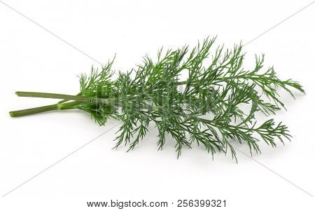 Close up shot of branch of fresh green dill herb leaves isolated on white background