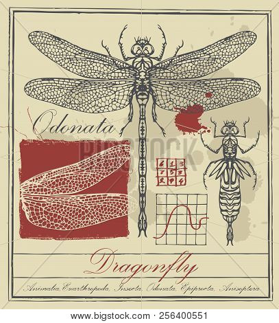 Vector Banner With Drawing Of Dragonfly And It Larva, Handwritten Inscriptions And Ink Stains In Ret