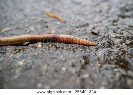 The Front Part Of The Earthworm That Climbed Out During The Rain On The Dirty Earth, Part Of The Wor