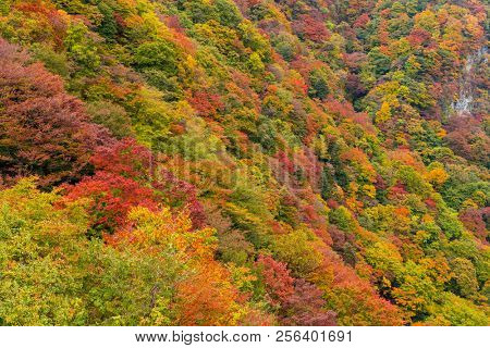 Forest in autumn