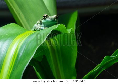 Amazon Milk Frog (trachycephalus Resinifictrix), Close Up