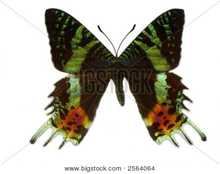 Coucher de soleil de Madagascan Moth