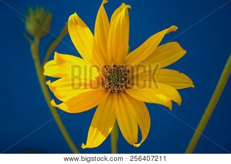 A Beautiful Yellow Flower Blooms, The Name Inula Ensifolia