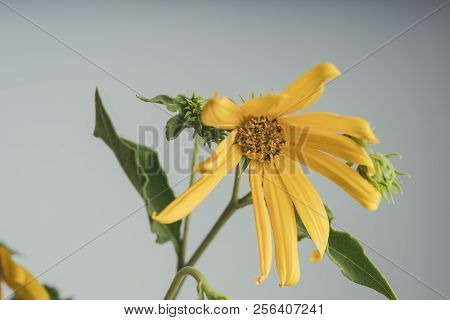 A Beautiful Yellow Flower Blooms, The Name Inula Ensifolia