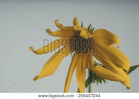 A Beautiful Yellow Flower Blooms, The Name Inula Ensifolia