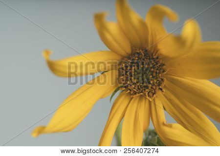 A Beautiful Yellow Flower Blooms, The Name Inula Ensifolia
