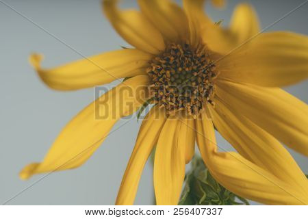 A Beautiful Yellow Flower Blooms, The Name Inula Ensifolia