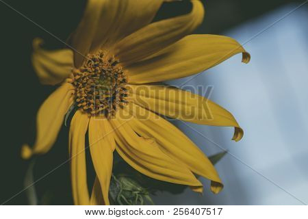 A Beautiful Yellow Flower Blooms, The Name Inula Ensifolia