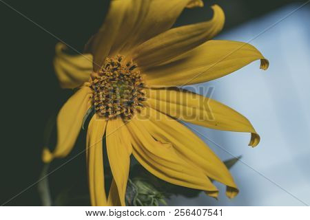 A Beautiful Yellow Flower Blooms, The Name Inula Ensifolia