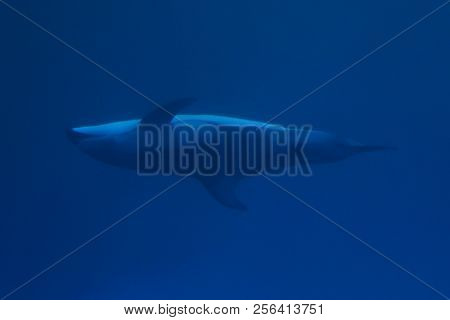 Bottlenose Dolphin Side View Swimming Upside Down Underwater Blue, Animal, Tursiops, Nature