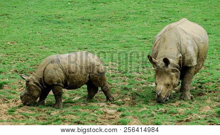 Rhino And Calf