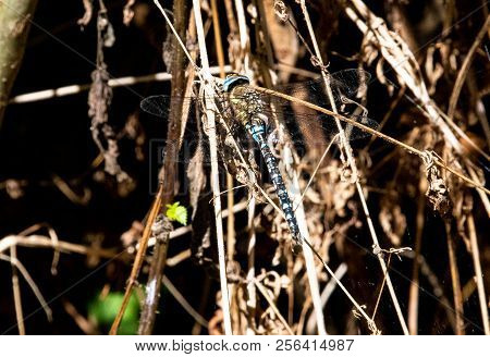 A Common Hawker Dragonfly Sitting On A Dead Grass Stalk
