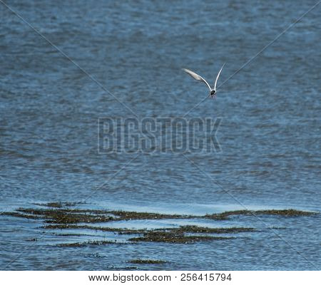A Common Tern Flying Over The Waters Of The Firth Of Forth Near Falkirk