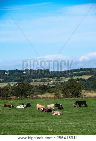 A Small Herd Of Cows Grazing In The Hills Of Scotland