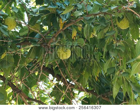 Green Fruits Of Maclura On Osage Orange Tree