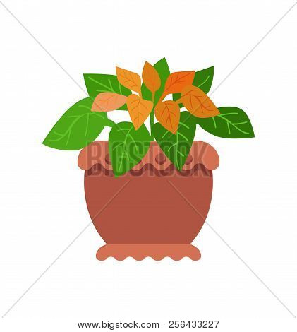 Pseuderanthemum Room Plant With Green And Yellow Leaves , Indoor Greenery In Clay Pot, Cartoon Flat 