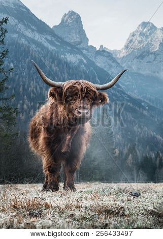 Single Bautiful Highland Cattle Standing Alone On A Frozen Meadow In Front Of Huge Peaks In The Ital