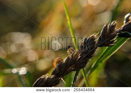 Spaider And Snail - Autumnal Macro World In The Morning Sun