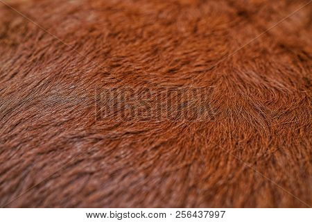 Selective Focus Of Fur Cow Leather Texture Background.natural Fluffy Brown Cowhide Skin.