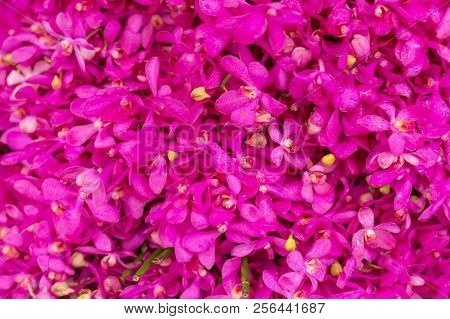 Farmer's Market Beautiful Pink Flowers Background Close Up
