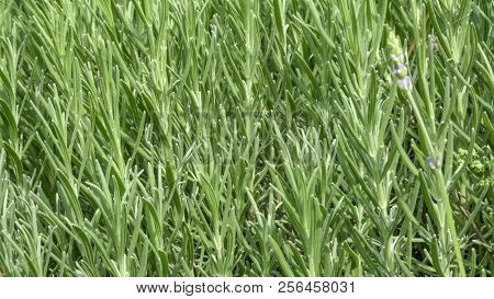 Spicy Grass Rosemary Fragrant (ordinary, Gargoyle, Camphor) Blossoms Close-up