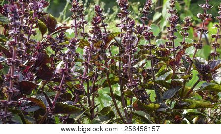 Spicy Grass Basil Fragrant (ordinary, Gargoyle, Camphor) Blossoms Close-up