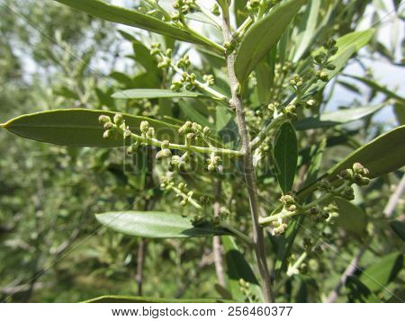 Flowering And Fruit Set In Olive ( Oleaceae Family ). Tuscany, Italy