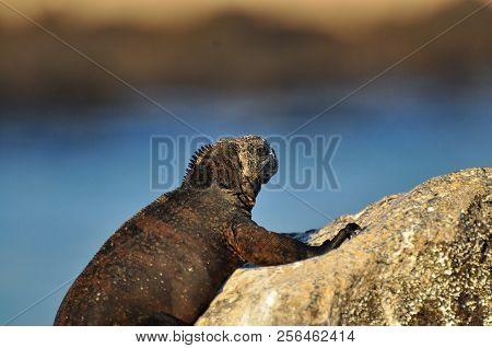 Iguana On The Rocks In Galapagos Islands, Ecuador