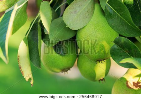 William Bon Chretian Pears Ripening On The Tree.