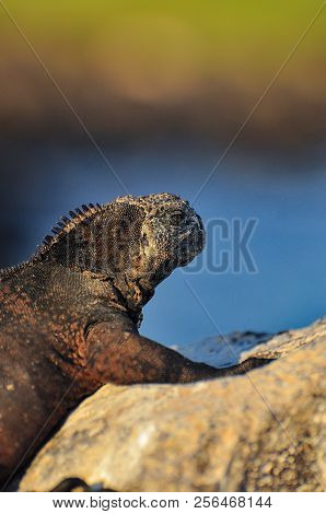 Iguana On The Rock Sunbathing In Galapagos Islands, Galapagos