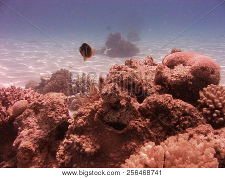View Of The Coral And Fish In The Red Sea