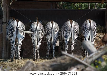 Lunchtime Of Some Zebras At The Zoo