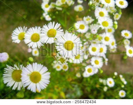 Solid Daisies With Small Stucco On A Green Background