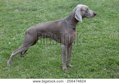 Cute Short-haired Weimaraner Vorstehhund Is Standing On A Green Meadow. Pet Animals.