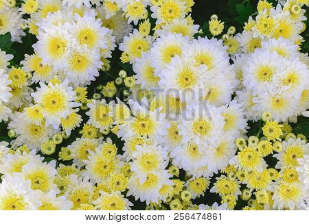 White Chrysanthemum Flower With Yellow Center On Top View