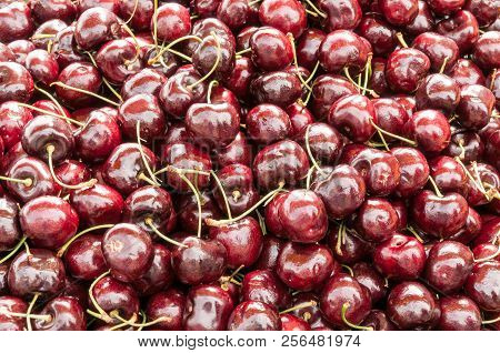 A Crossbreed Between The Vans And Stella Varieties, Lapins Cherries Can Grow To Up To 1 Inch In Size