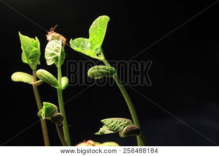 Green Plant Sprout Growing Germinating From Seed Springtime Summer Wonderful Nature Isolated On Blac