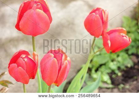 Beautiful Red Tulips, Darwin Hybrid Red Tulips In A Flowerbed