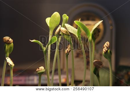 Green Plant Sprout Growing Germinating From Seed Springtime Summer Wonderful Nature Isolated On Back
