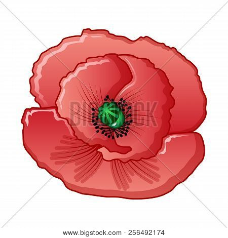 Opium Flower Icon. Cartoon Of Opium Flower Vector Icon For Web Design Isolated On White Background