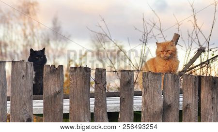 Cats Sit On The Fence In Summer