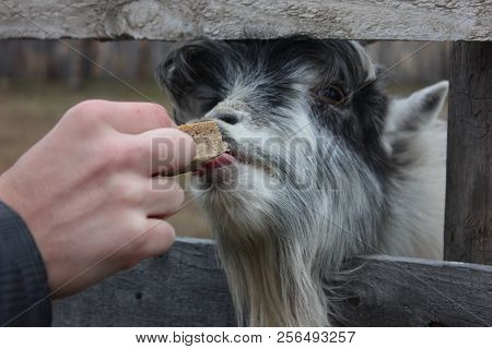 A Gray Goat Eats Bread From The Hands