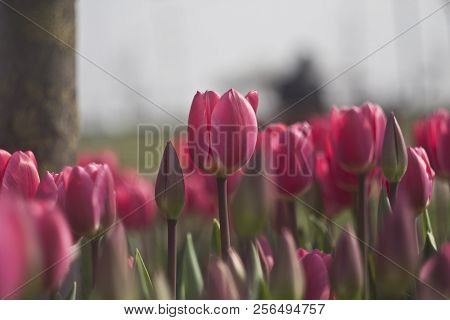Red Tulips In The Flower Garden. Tulips Background