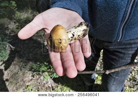 Mushroom With The Latin Name Russula Foetens Lies On The Palm Of A Man